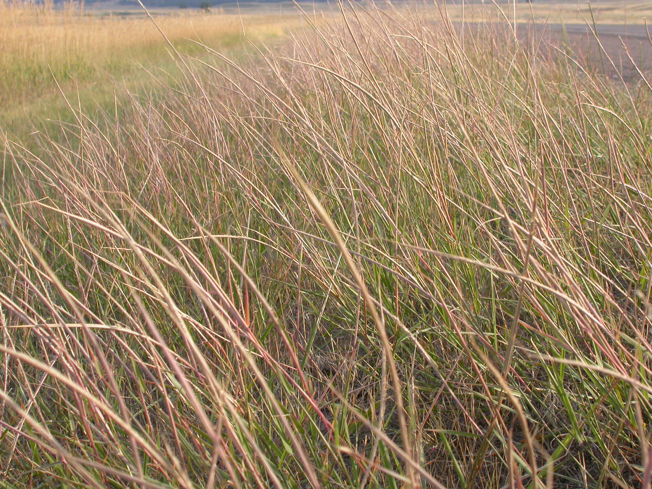 Grassland habitat with sand dropseed in situ displaying a slightly reddish tinge