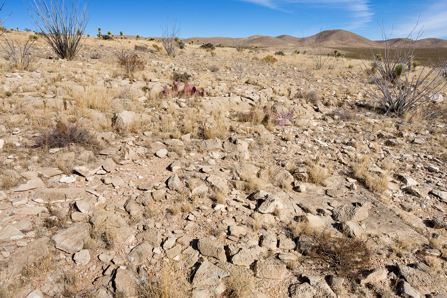 Bunchy growth habit in situ in a relatively rocky and barren landscape