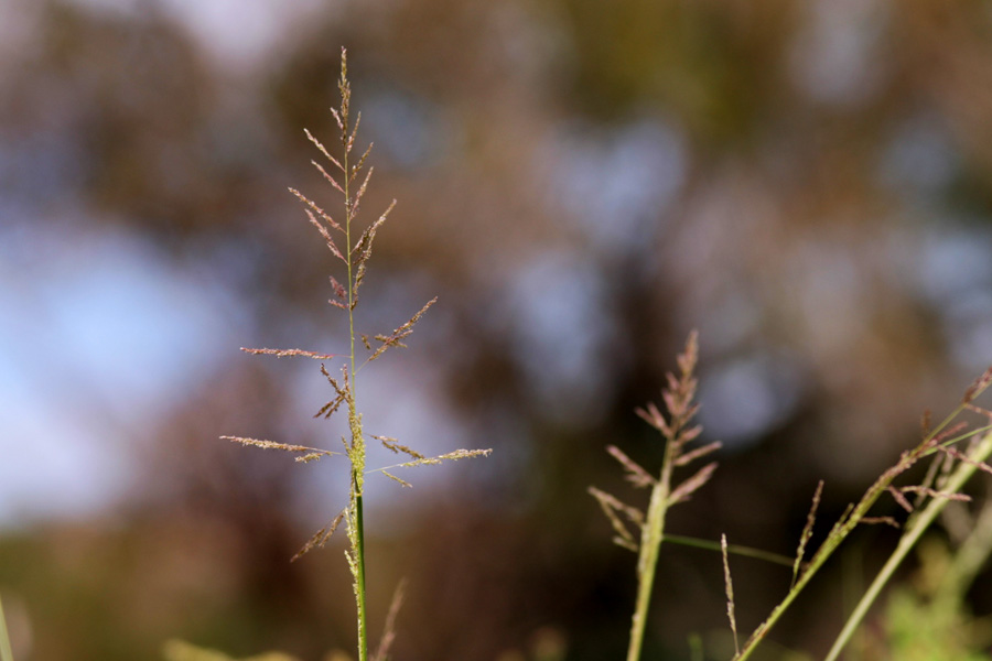 Delicately branched panicle with purple-tinged seeds