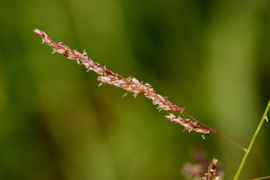 A reddish-purple seed spikelet