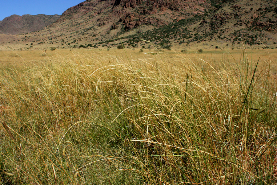 Grassland habitat