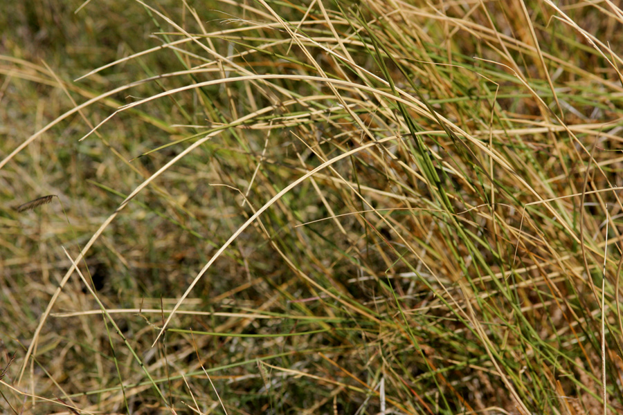 Bowing stalks of sand dropseed