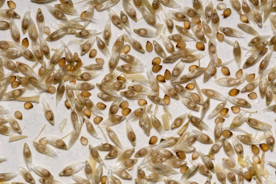 Close up of collected seeds, which comprise a small brown seed with a translucent husk
