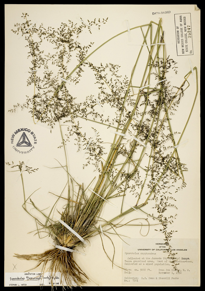 Herbarium specimen showing stems and seedheads