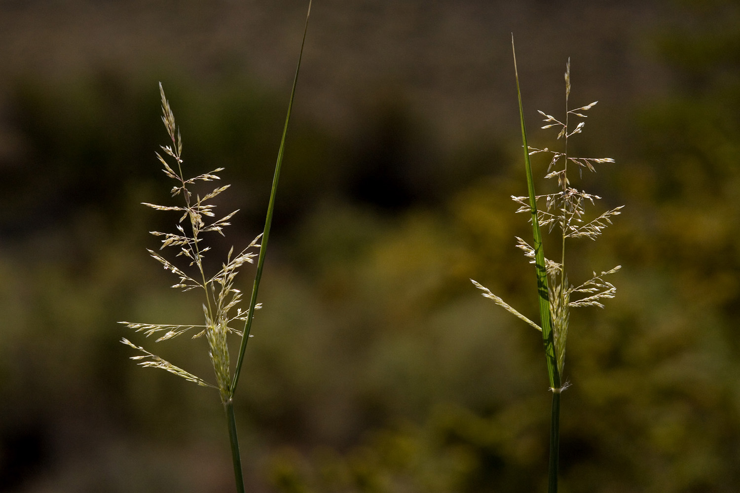 Delicate panicle with seeds