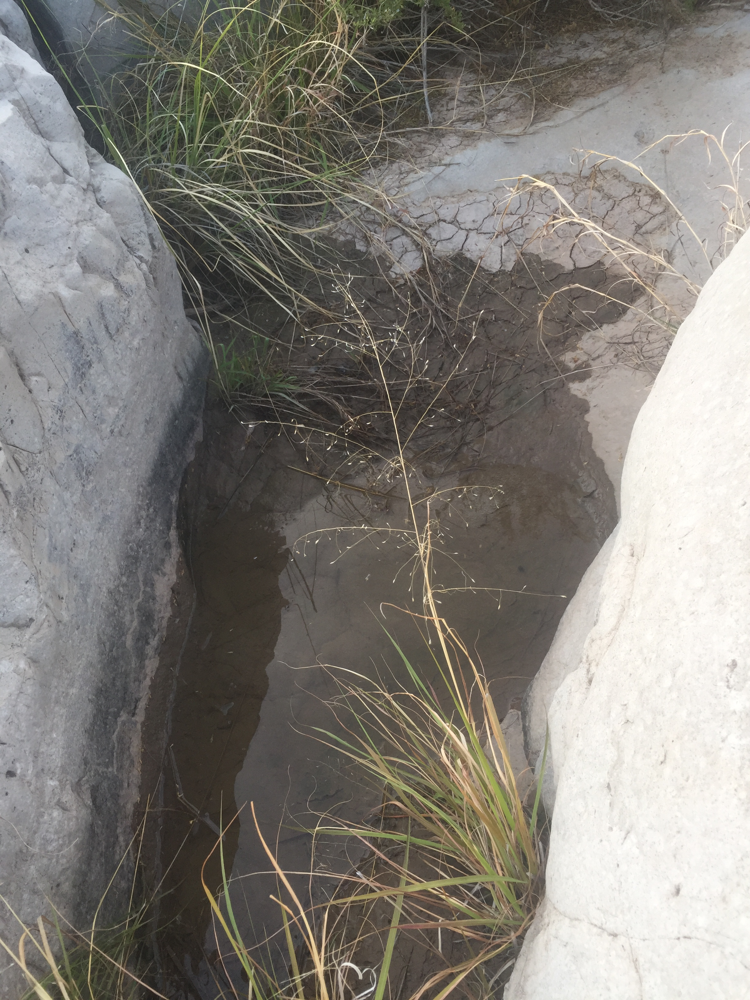 Growth habit of a small bunch of mesa dropseed taking advantage of a small pocket of water