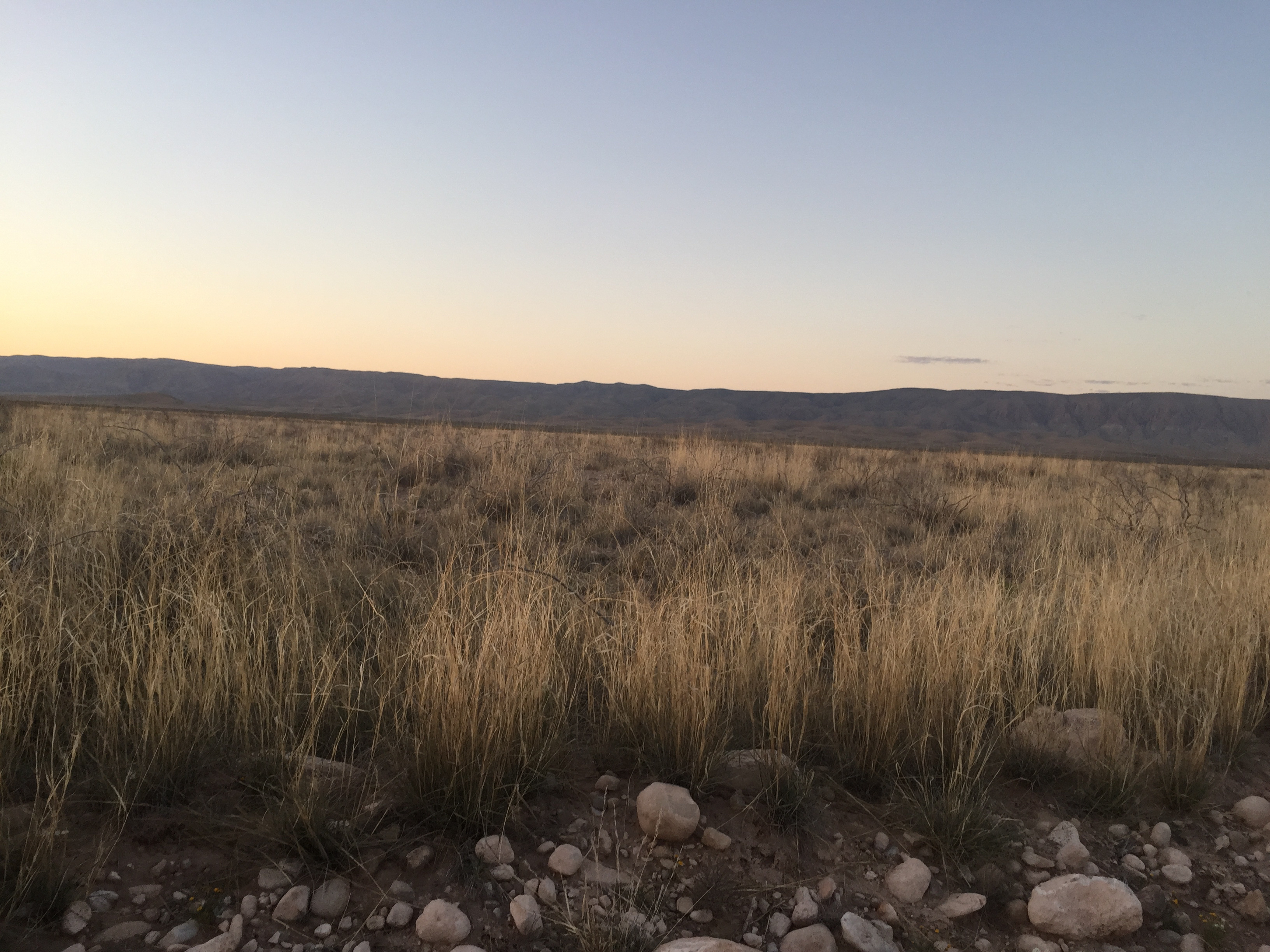Mesa dropseed grassland habitat