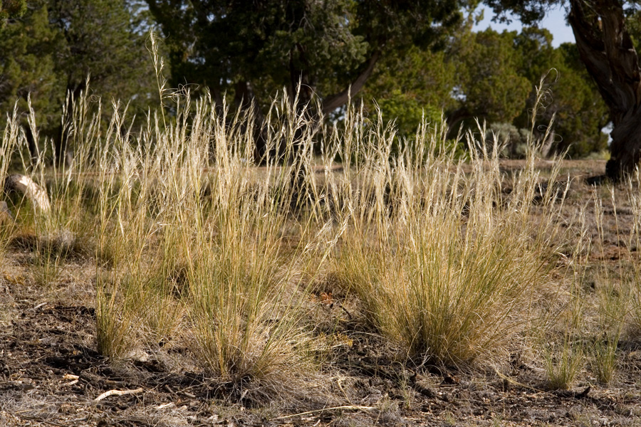 Bunchy growth habit and upright stems