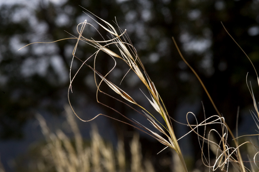 Graceful shape of the long awns of this species