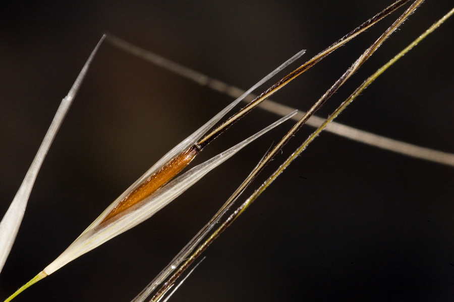 Seed with awns and papery lemmas