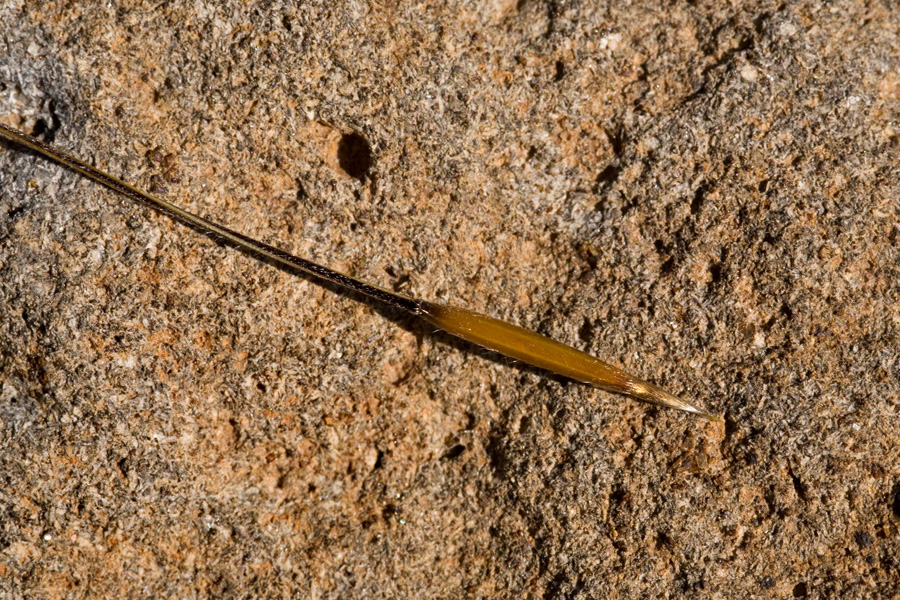 Chestnut brown seed with its awn