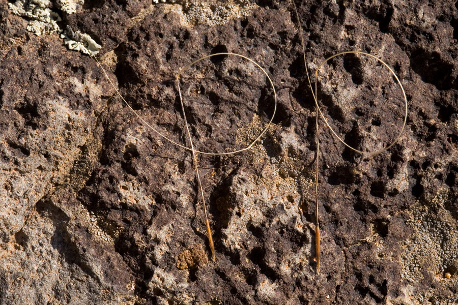 The very long delicate awn characteristic of this species