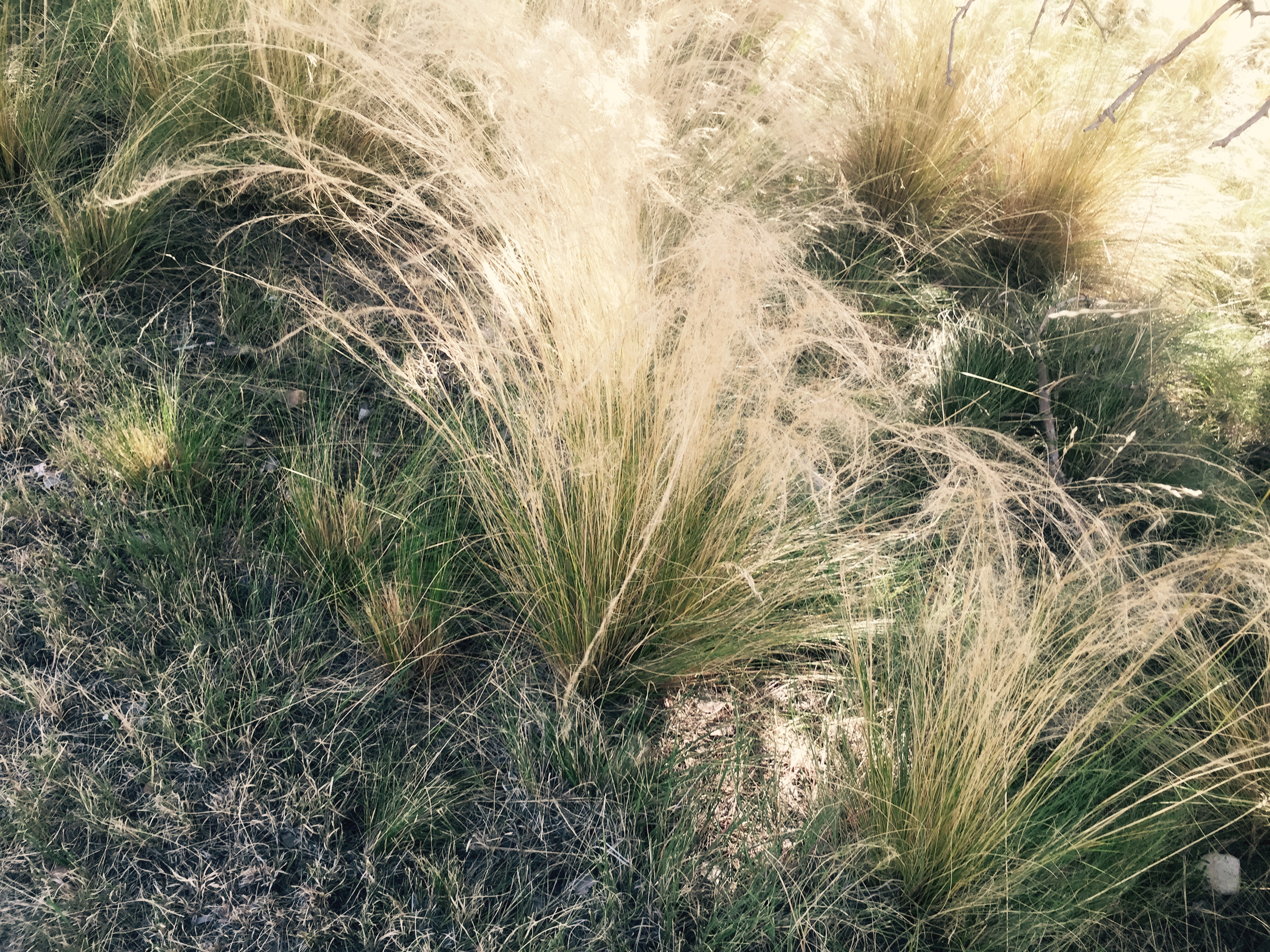 Bunchy growth habit with feathery, spreading seedheads and awns