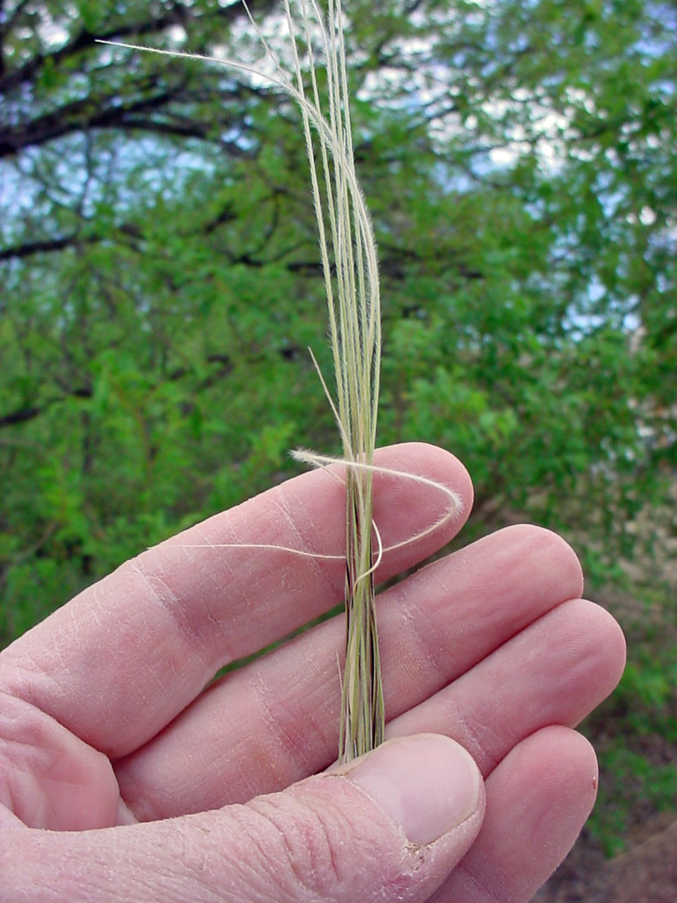Spikelet with long, plumelike awns
