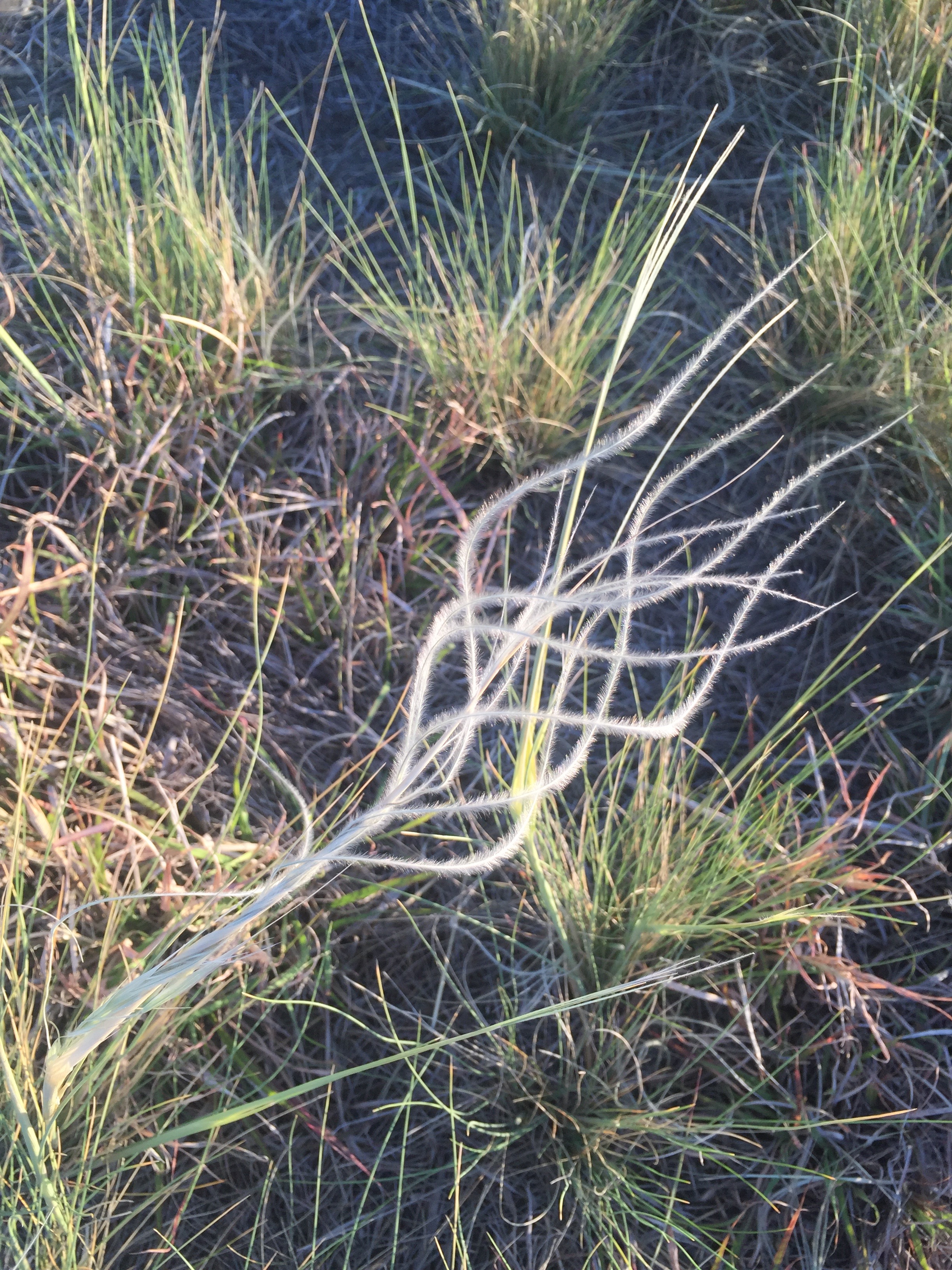 Bunchy growth habit and habitat