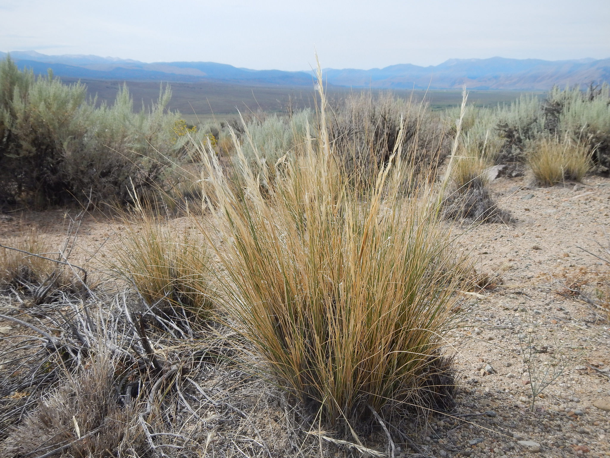 Bunchy growth habit