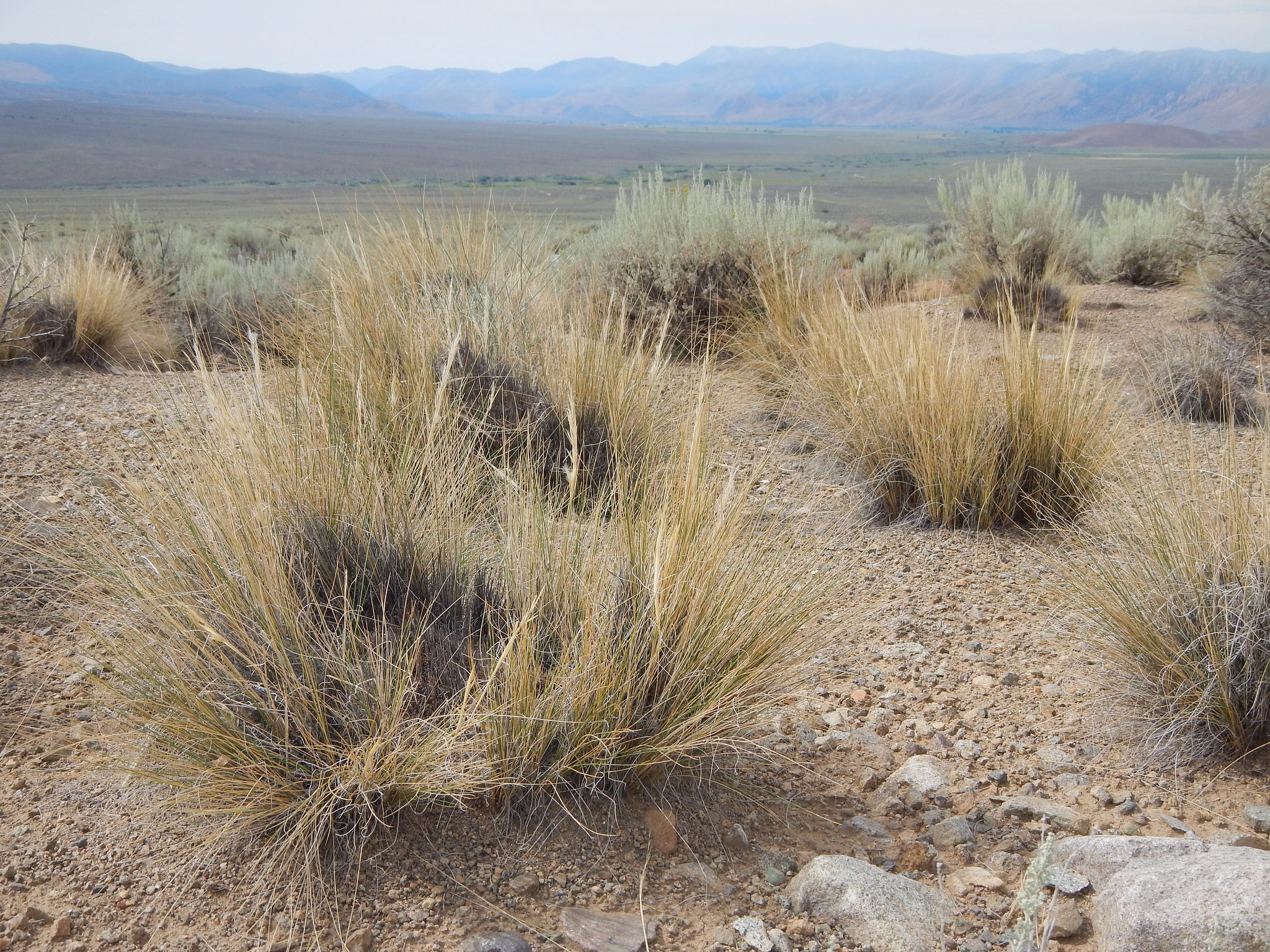 Brushland habitat