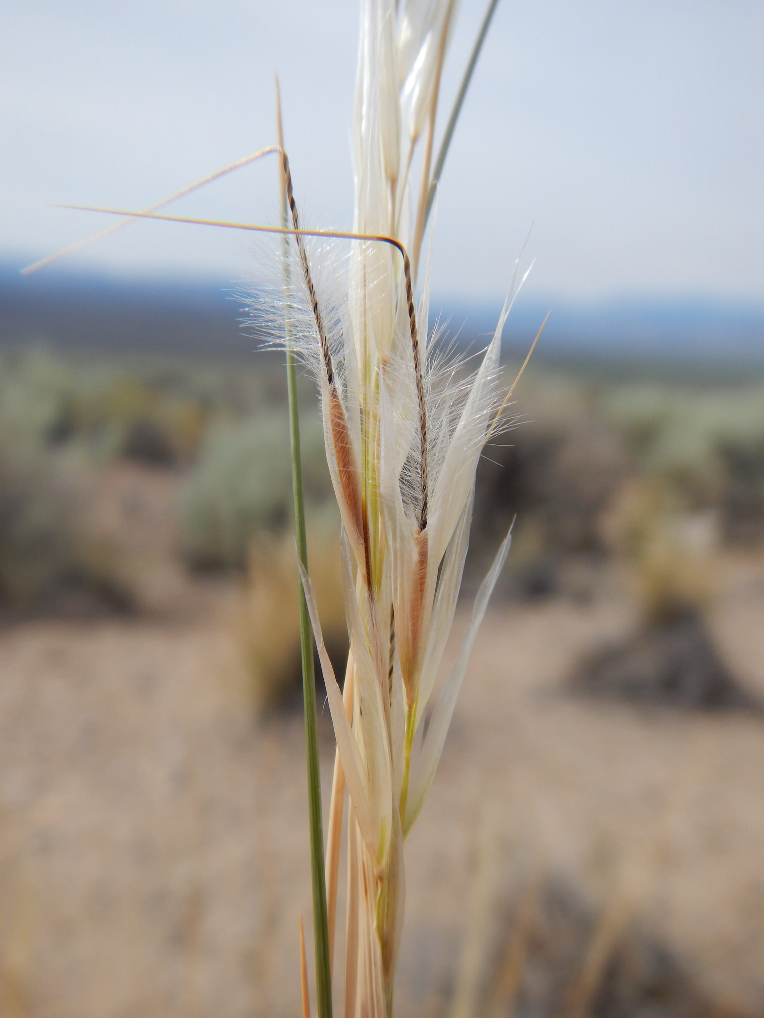 Spike with golden brown seeds and awns covered in fine hairs below the point where they bend