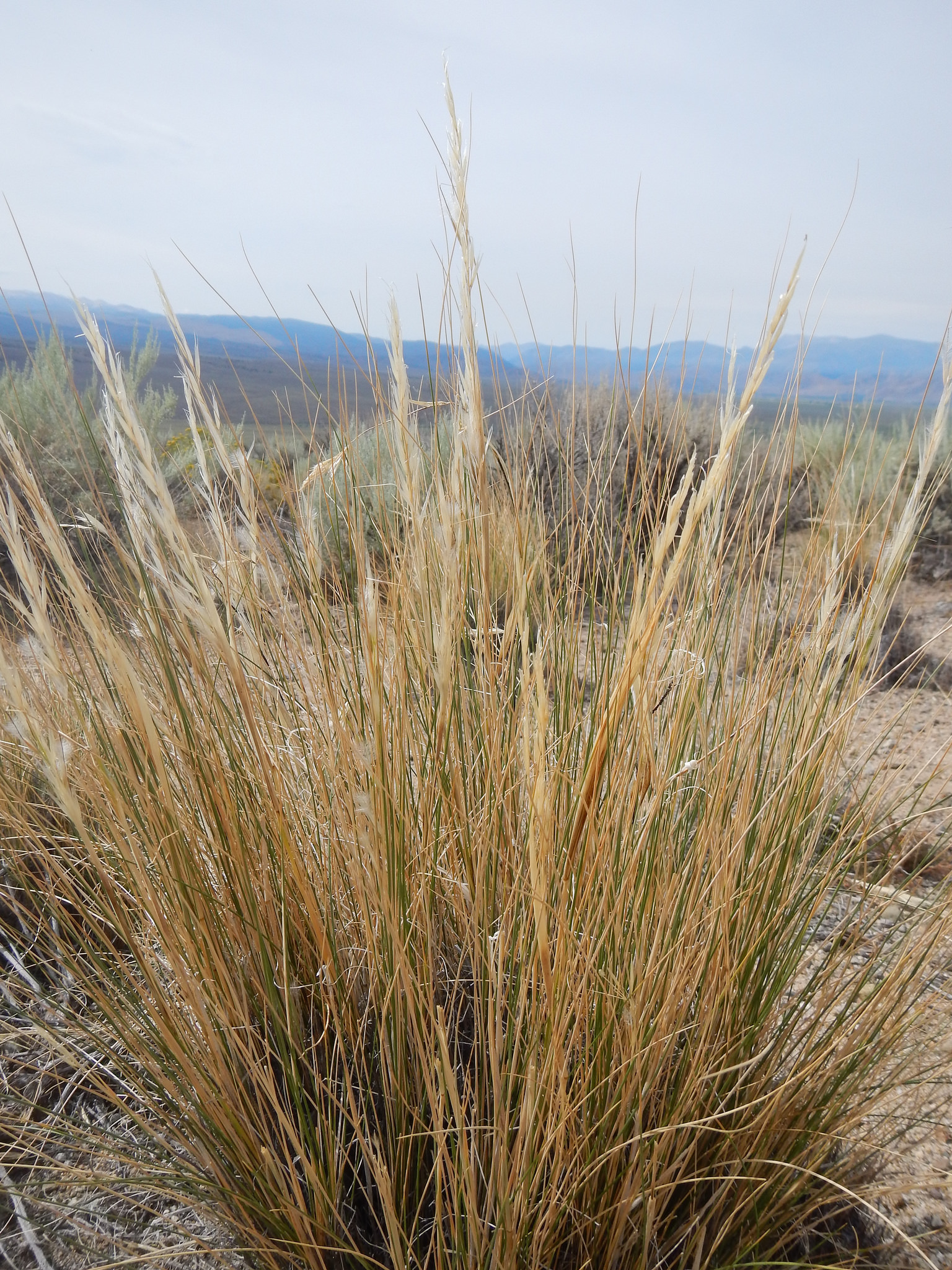 Large clump of desert needlegrass showing upright and spreading stems