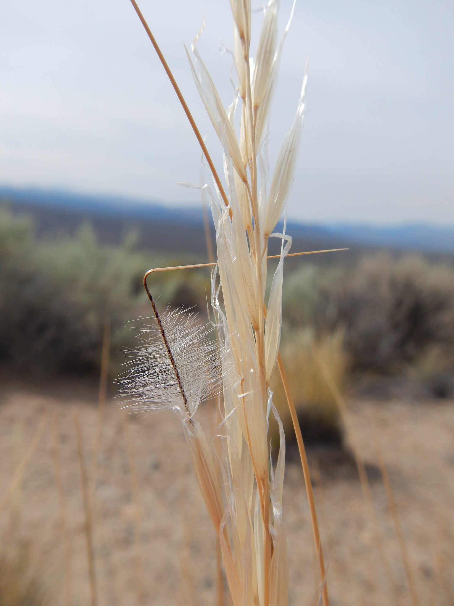 Close-up of awn, showing where it bends. The lower part is covered in fine hairs.