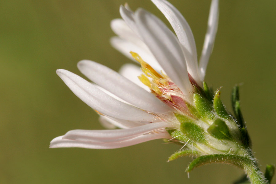 Side view of the flower, showing white petals and green incolucre (bracts) beneath the main part of the flower