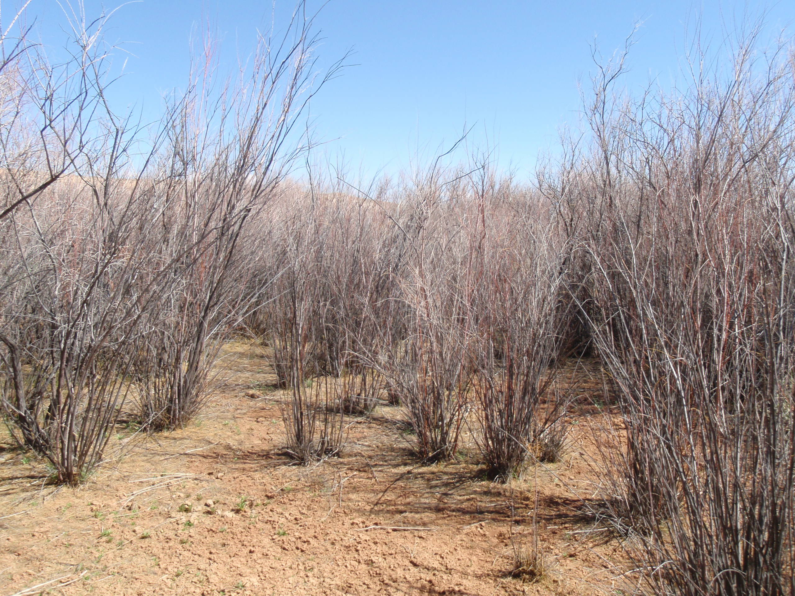 Growth habit showing the large number of branches that begin low to the ground