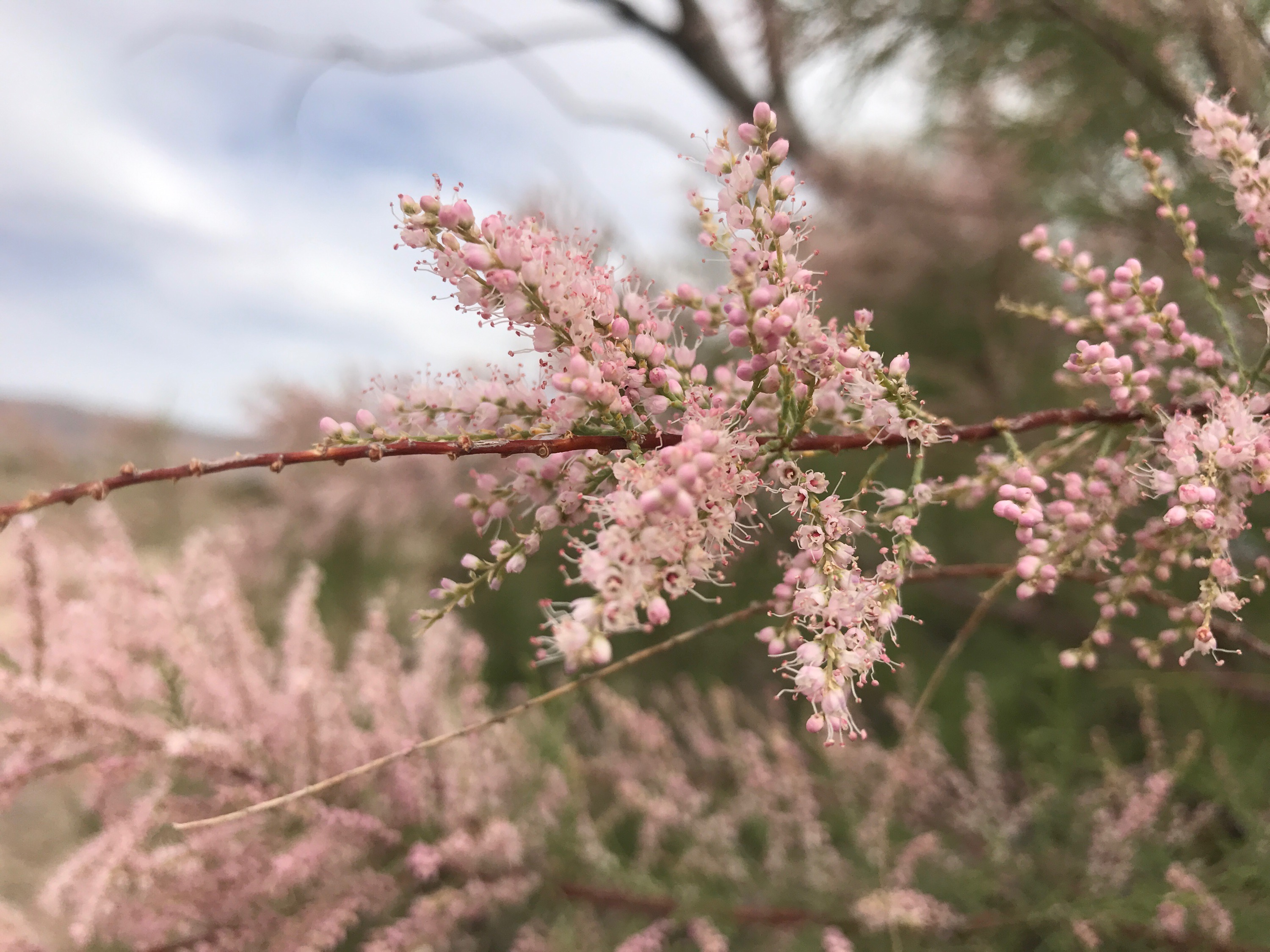 Pinkish and white blossoms, which occur on clusters along the reddish-brown twig