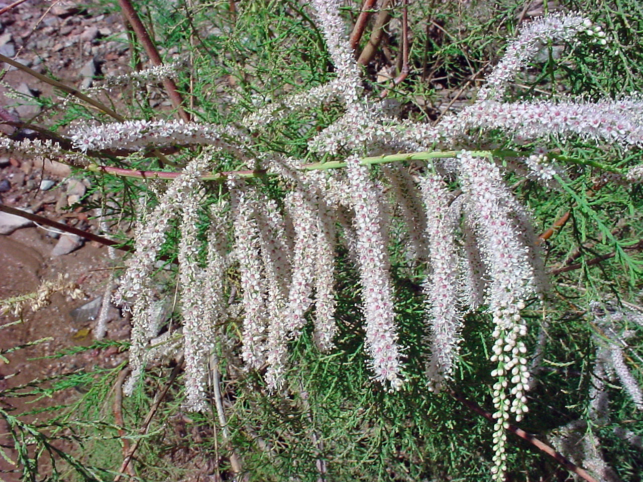 Pink-white, drooping inflorescences
