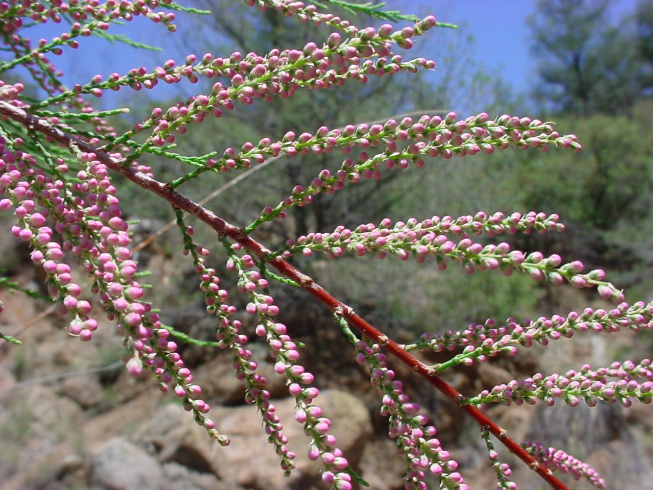 The flower clusters make an open V shape on the twig