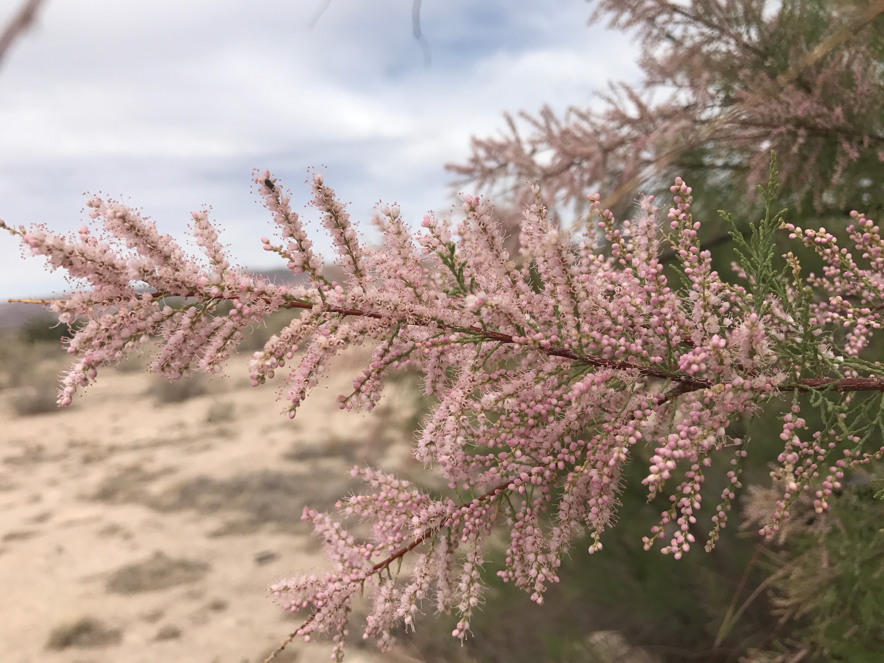 Brushy appearance of a twig covered in flower clusters