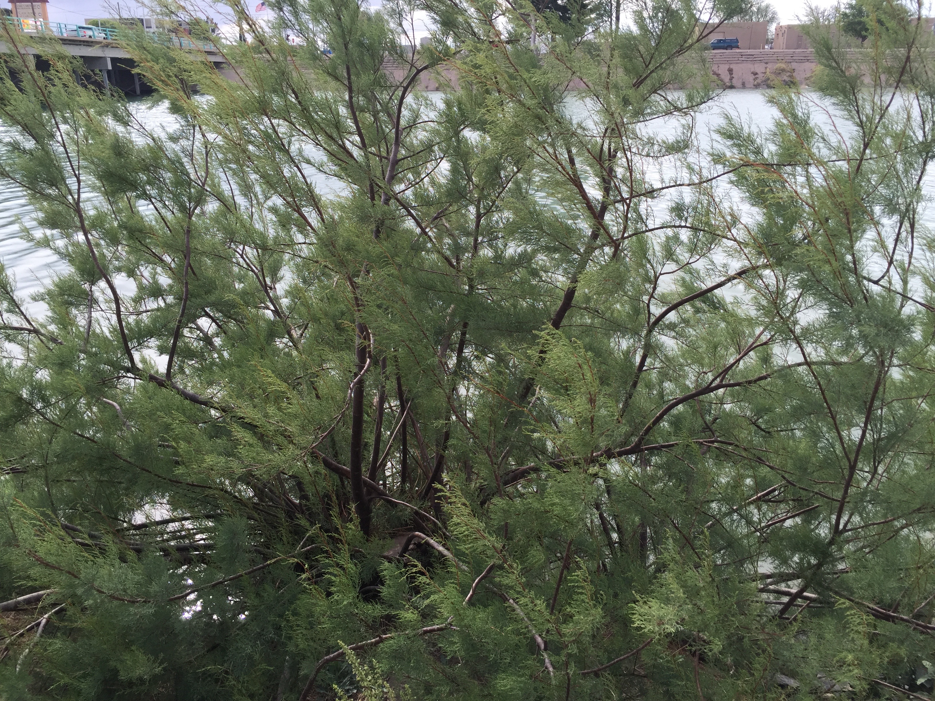 Dark branches and brushy foliage