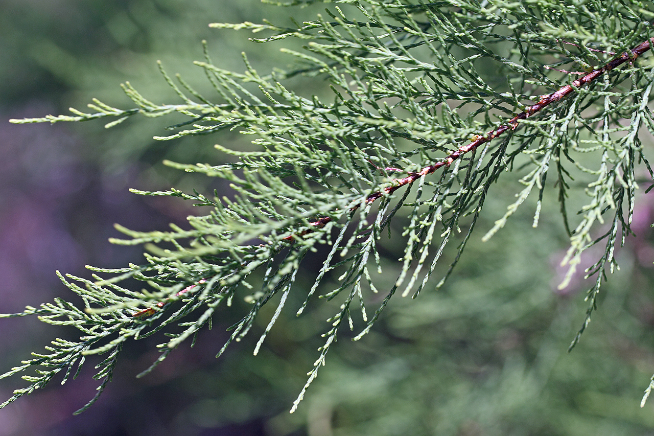 Foliage, which is almost like a juniper, with small, green scales on stems