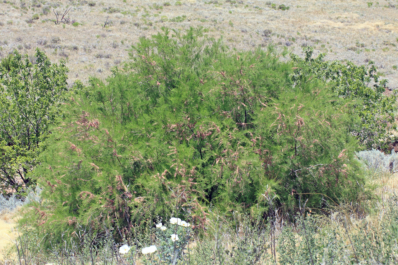 Habitat and a dense stand of plants