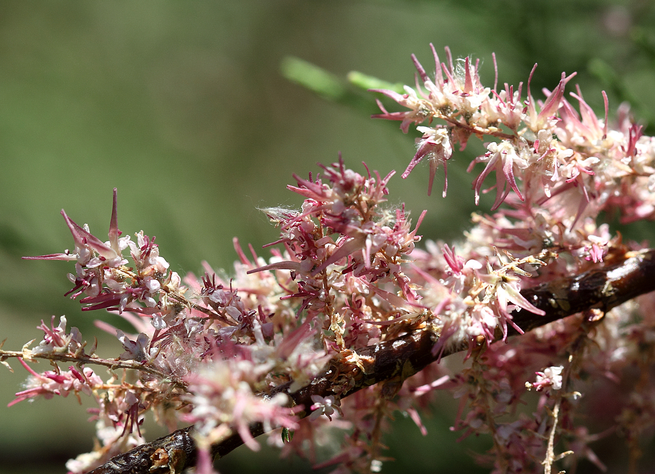 Pink and white flowers clustered on a twig