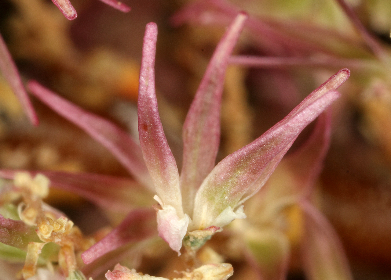 Close-up of petals, which are long and narrow, yellow toward the center of the flower and reddish-pink at the tips