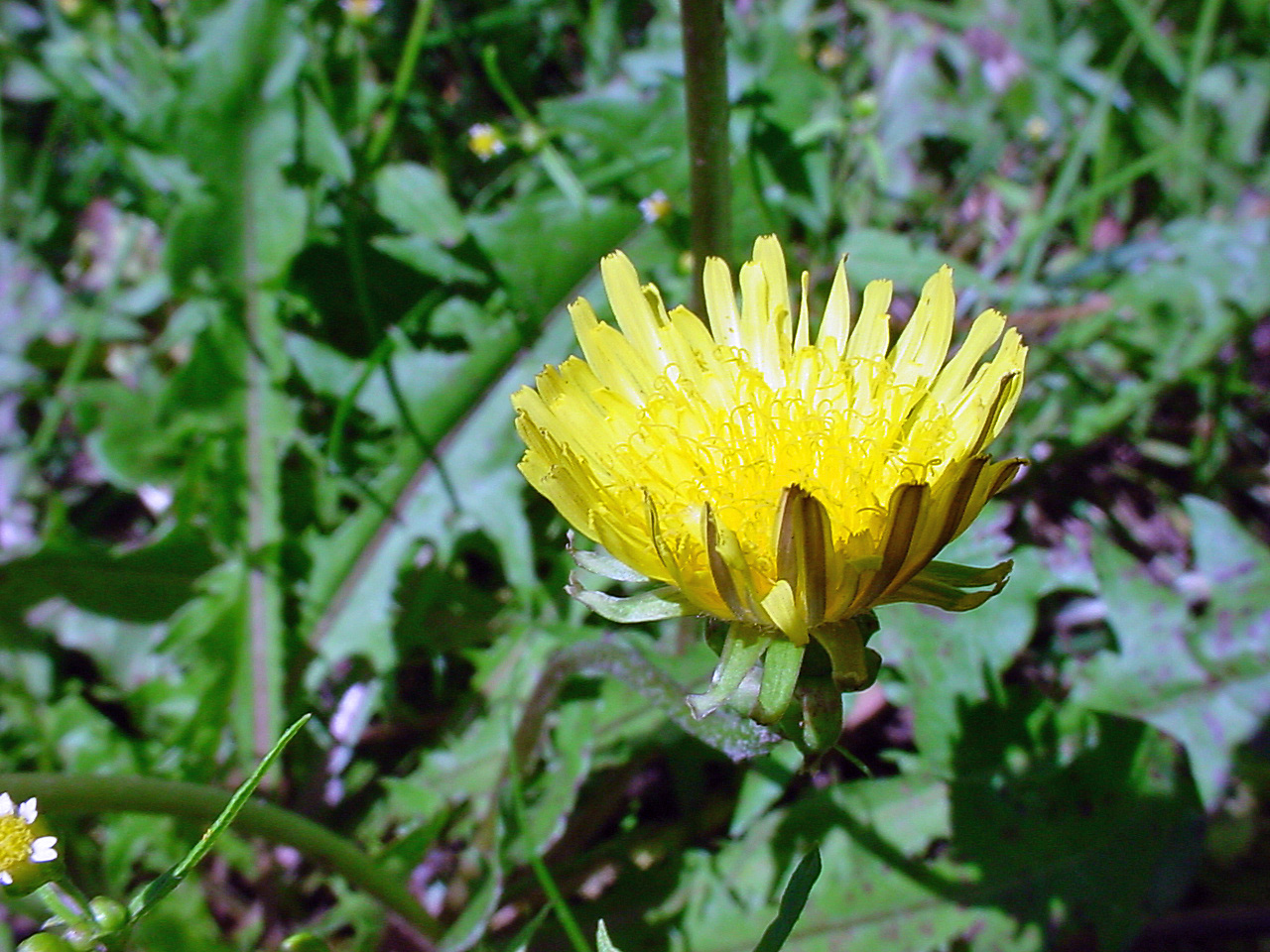 Side view of yellow flower and involucre beneath the flower