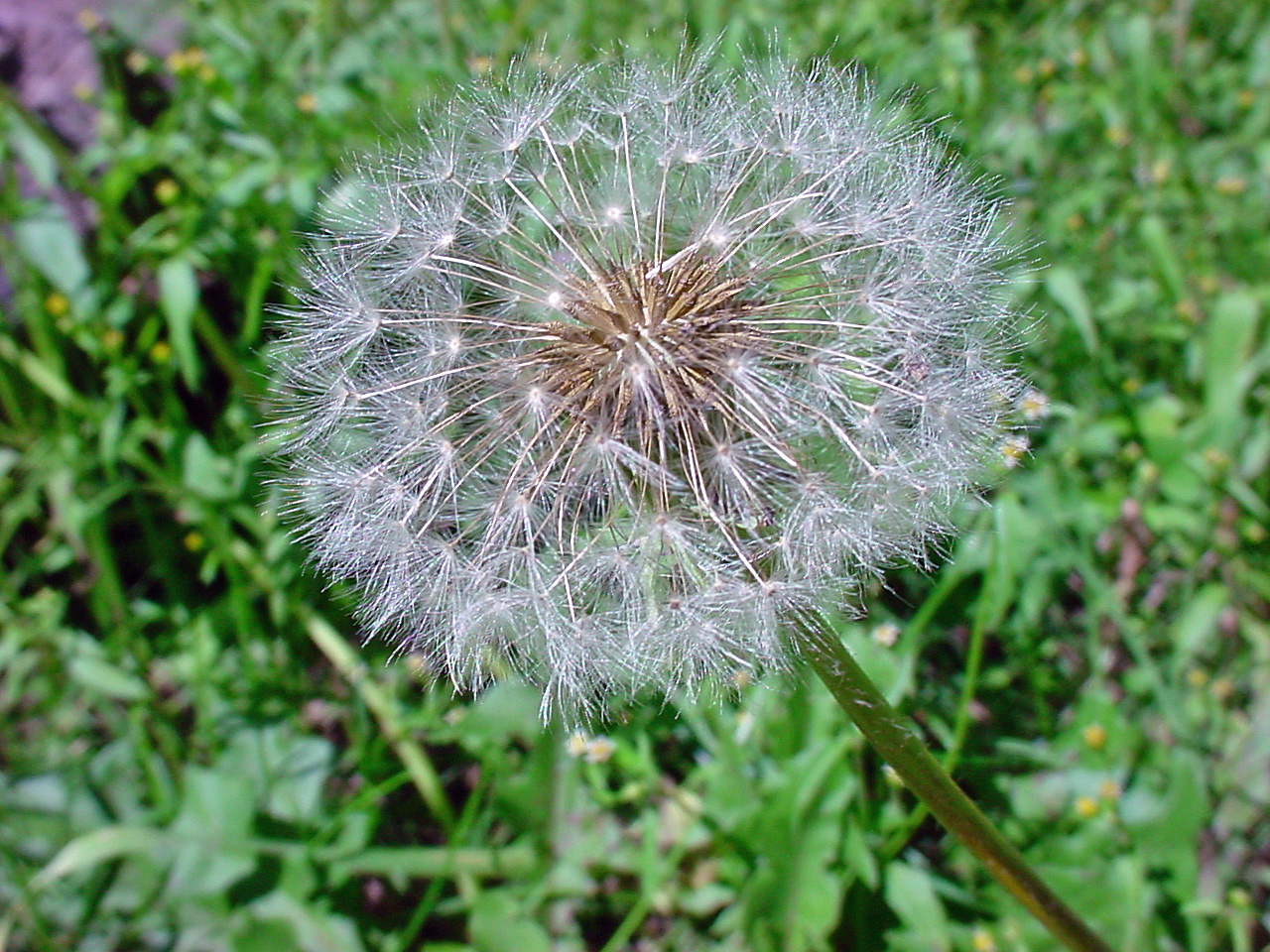 After blooming, the flow becomes a white puff of seeds