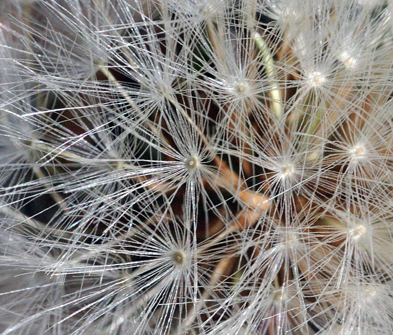 Close view of the seeds, showing the white hairs that help the seed disperse on wind