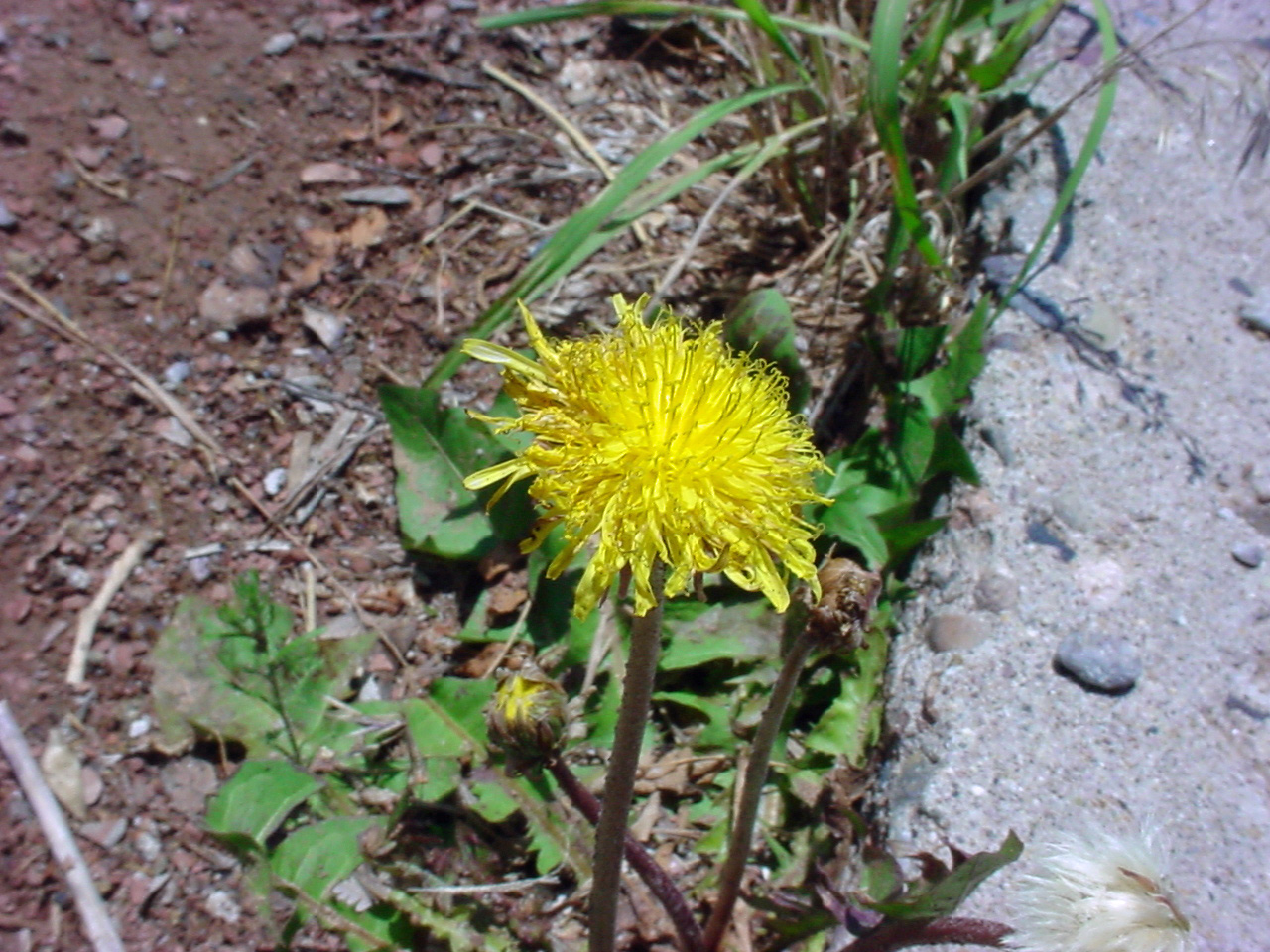 Growth habit showing single stem rising from dentate leaves