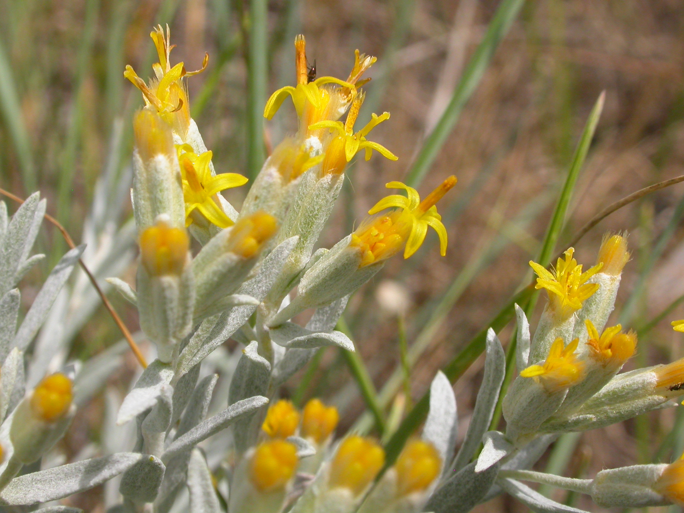 Yellow flowers with silvery-green foliage