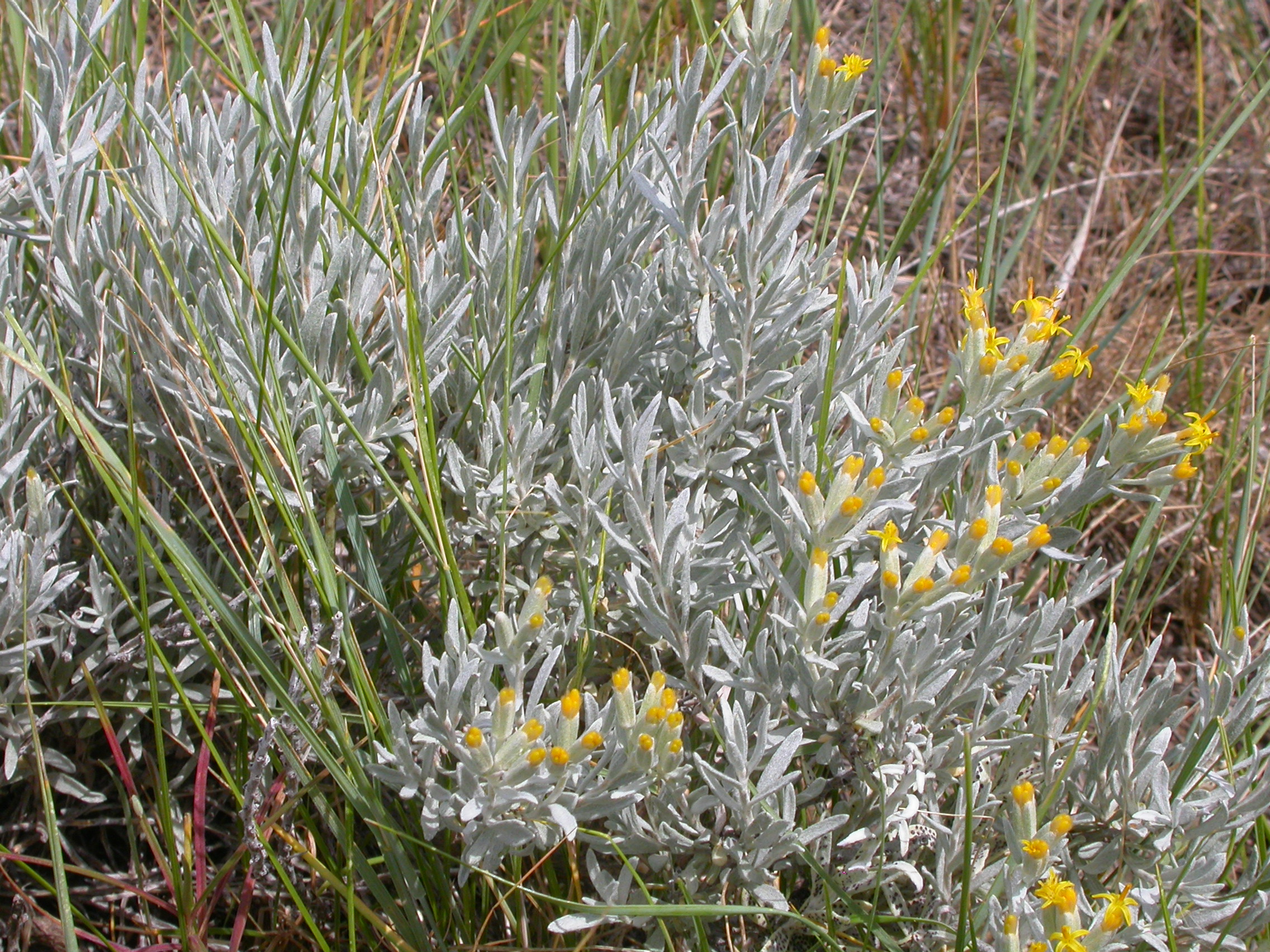 Growth habit with dense foliage, stems, and flowers