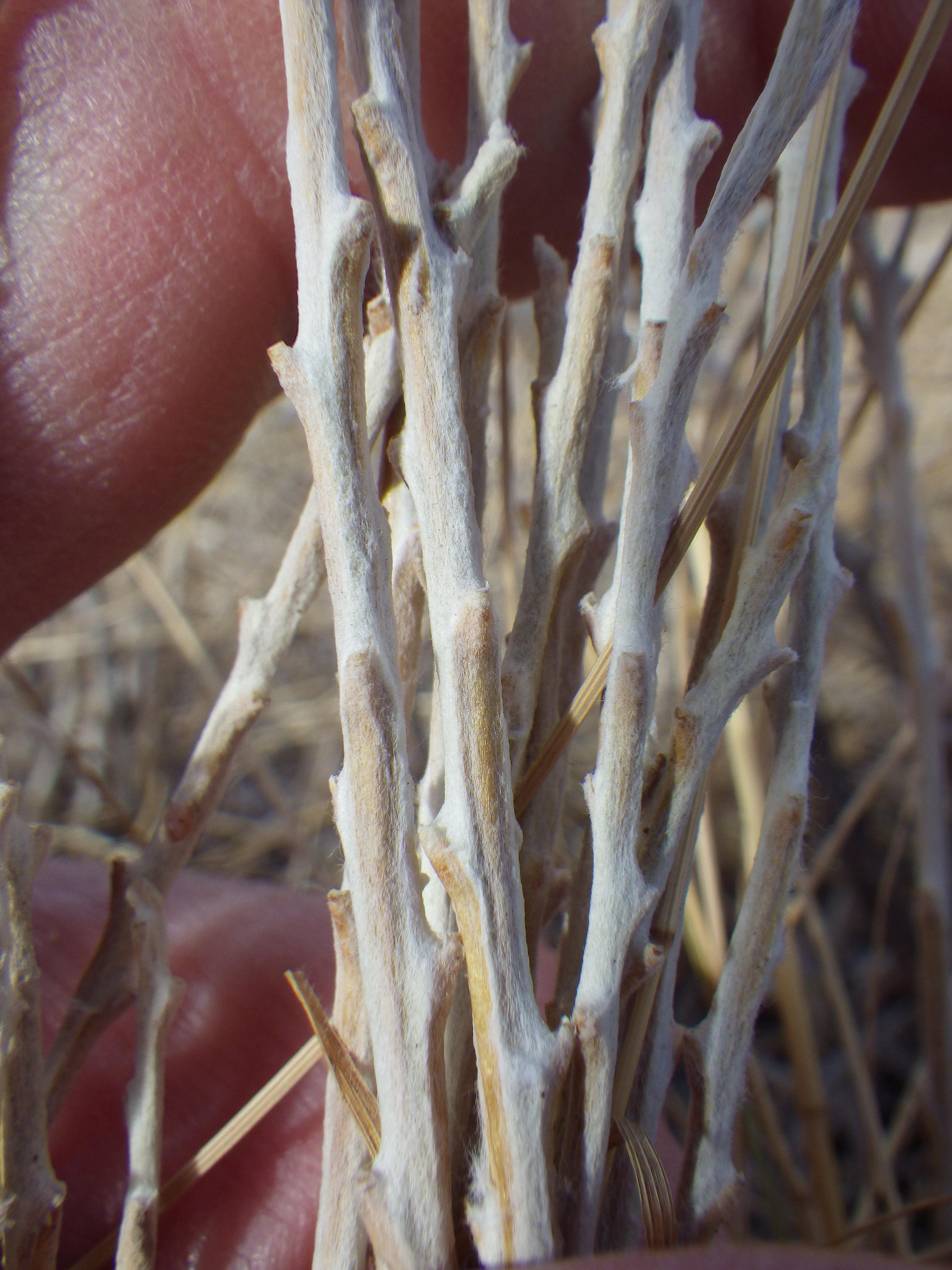 Stems in their fuzzy, silvery stage; they become smoother with maturity