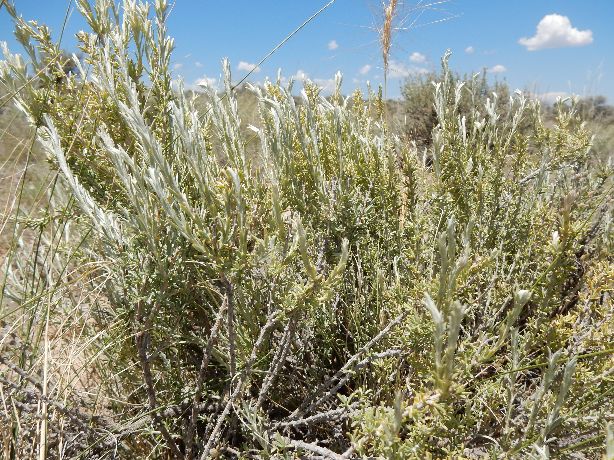 Brushy growth habit