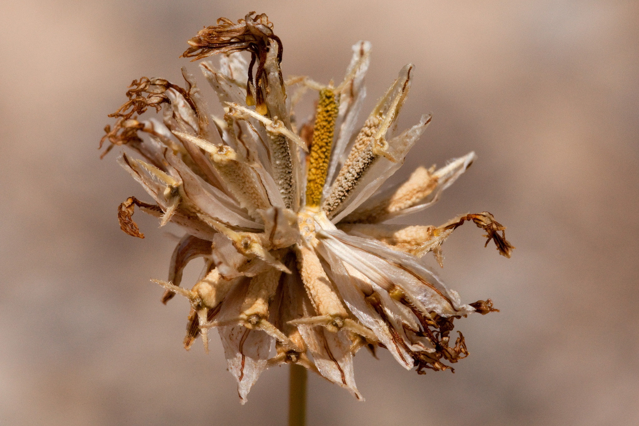 Dry flower showing the many parts that constitute the flower (ray flowers and disk flowers)