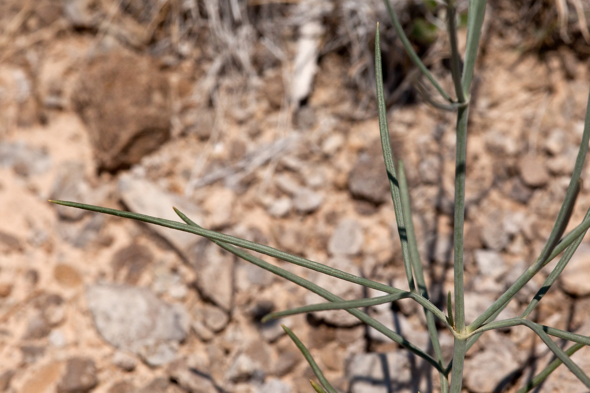 Foliage, which is very linear and thin, needlelike