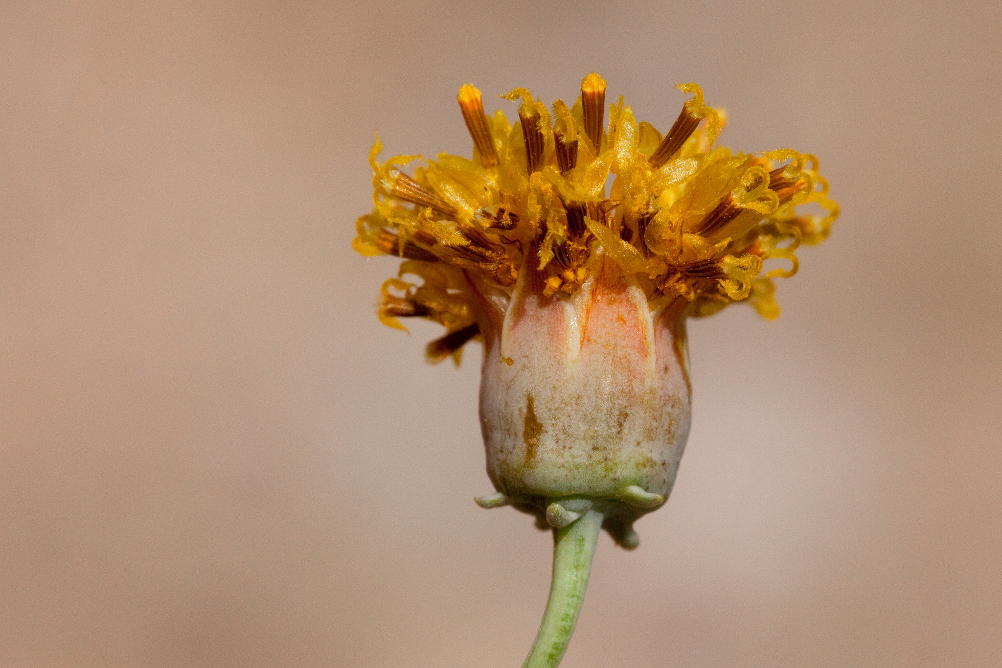 A flower in bloom with a bulbous base and protruding yellow ray flowers
