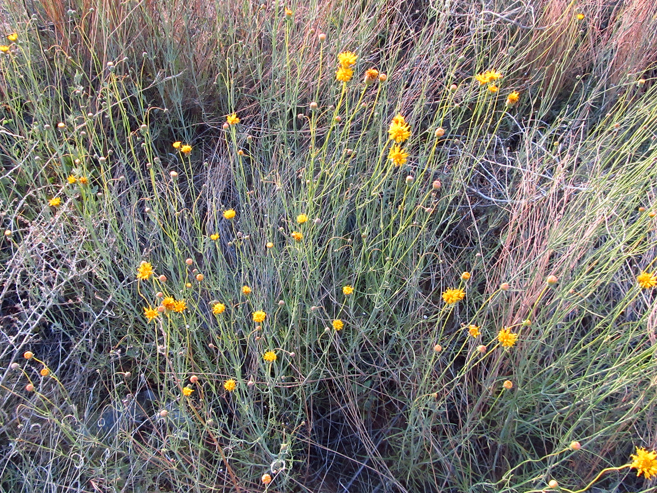 Plant with long spindly stems with narrow leaves and a yellow flower