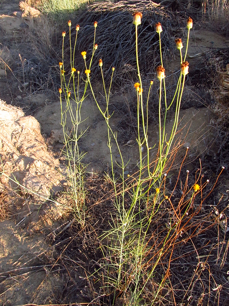 Long spindly stem with narrow leaves and a yellow flower