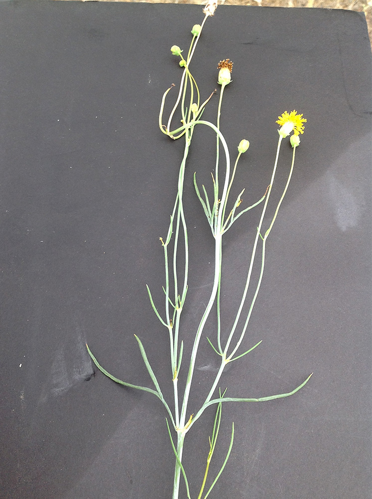 Plant with many tall spindly stems with narrow leaves and yellow flowers growing amidst grass.