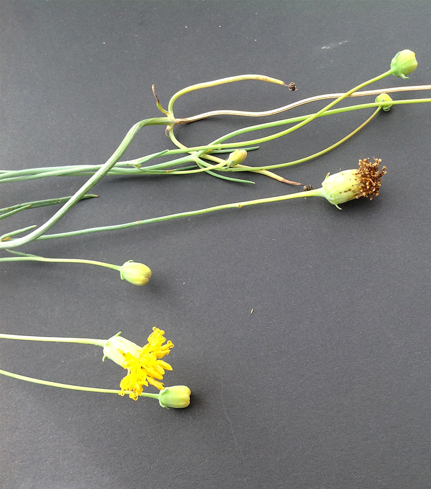 Close-up of yellow flower and partially dried up spent flower on spindly stem, lying on a table
